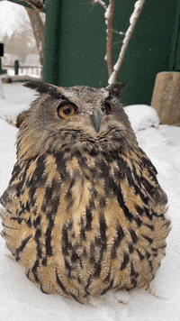 Owl Howard GIF by Valley Zoo Development Society