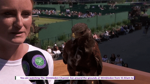 the hawk bird GIF by Wimbledon