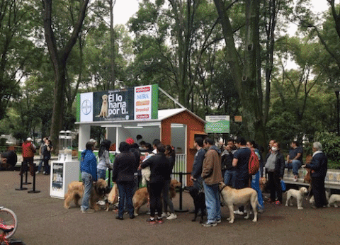 dogs bayer GIF