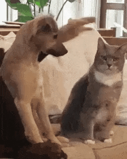 dog petting cat GIF