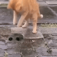 Dance Cat GIF by Sad Hamster