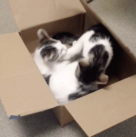 Cats Kittens GIF by Nebraska Humane Society