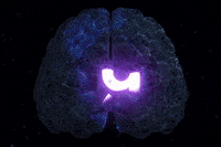 teachizi blog magazine cerveau professeur GIF