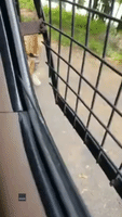 Tiger Chews on Visitors' Vehicle at Indian Safari Park