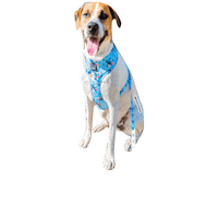 tstarch blue dogs sassy bounce Sticker