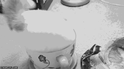 tea cup cat GIF by Cheezburger