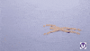 Stop Motion Swimming GIF by School of Computing, Engineering and Digital Technologies
