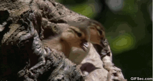 bird GIF