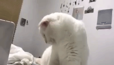 cat laptop GIF