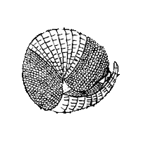 Armadillo Cusca Sticker by Fundación Omacha