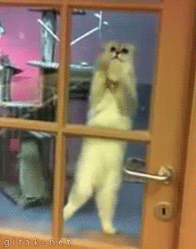Cats Dancing GIF
