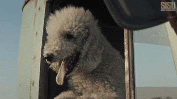 Dog Hanging Out GIF by Sony Pictures