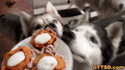 Lets Eat Thanksgiving GIF by Gone to the Snow Dogs