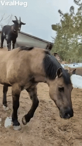 Horse Helps Goat Get Some Height GIF by ViralHog