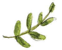 Spring Leaf Sticker