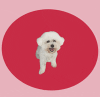 Happy Birthday Dog GIF