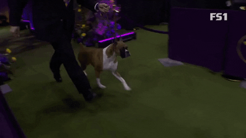 Westminster Dog Show Boxer GIF by Westminster Kennel Club
