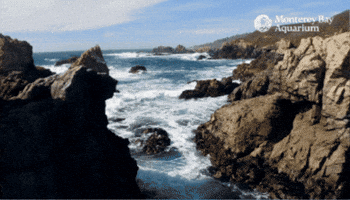 Big Sur Ocean GIF by Monterey Bay Aquarium