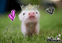 piggy GIF