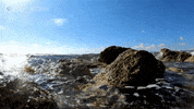 GIF by PBS Digital Studios
