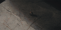 Marcel The Shell With Shoes On Map GIF by A24