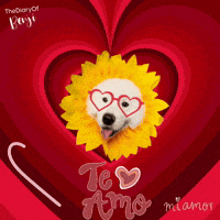 Quiero Te Amo GIF