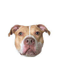 Flower Power Love Sticker by Sophie Gamand