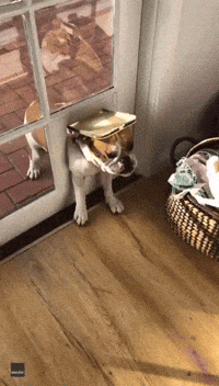 'She Thinks She Is Tiny’: Chunky Bull Dog Struggles Through Cat Flap