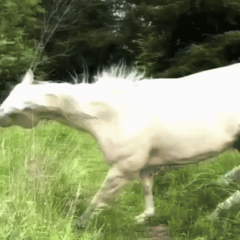 Free Spirit Horse GIF by Respective