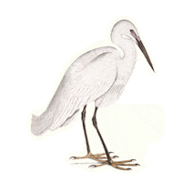 Bird Crawdads Sticker by Sony Pictures