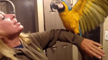 Energetic Macaw Gives Owner a Kiss