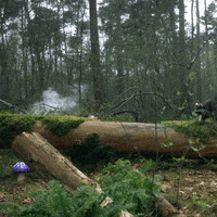 Magic Forest GIF by Erste Bank und Sparkasse