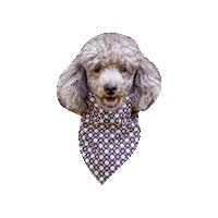 Poodle Dog Smile Sticker by Geekster Pets