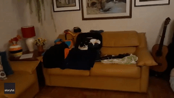 Cat Finds Perfect Spot in Owner's Suitcase