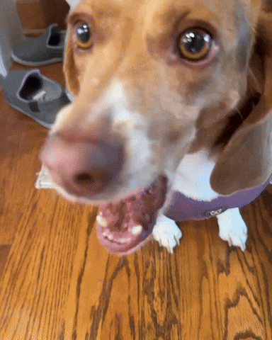 Binky GIF by Respective