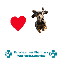 Dachshund Dac Sticker by Europeanpetpharmacy