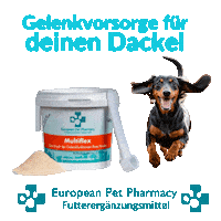 Dachshund Dac Sticker by Europeanpetpharmacy