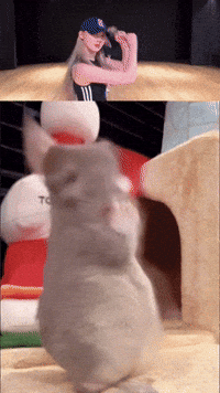 Chinchilla Sue GIF