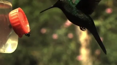 An humming bird feeding itself on a man-made device.
