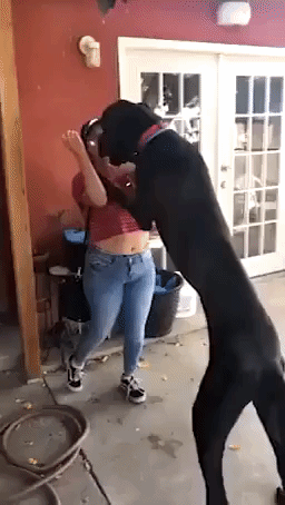 Great Dane Has Big Greeting For Owner Who Moved Away