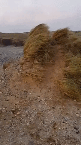 Small Dog Feels Effects of Storm Atiyah on English Beach