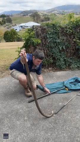 'Defensive' Eastern Brown Snake Lunges at Queensland Catcher