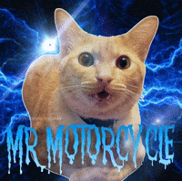 Cute Cat GIF