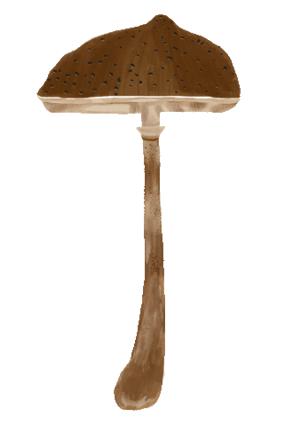 Plant Mushroom Sticker by Teaspoon studio