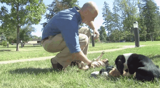 dog news GIF