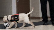 Soccer Ball GIF by Atlanta United