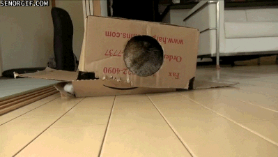 cat searching GIF by Cheezburger
