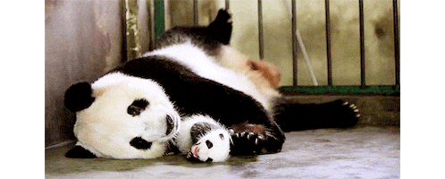 panda bear sleeping GIF