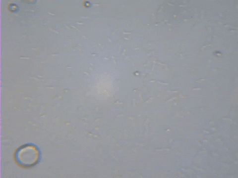 pappandreae29f giphygifmaker kovasz sarga bakterium GIF
