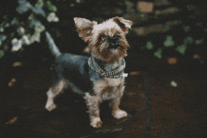 Cocoandbarley dog woof yorkie cocoandbarley GIF